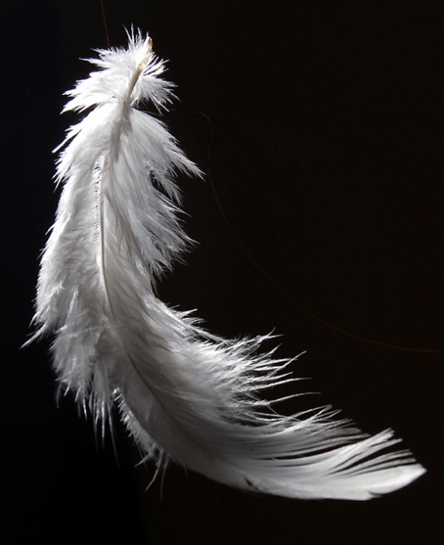 Of A Feathery Affair