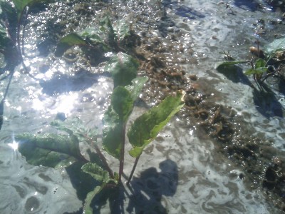 watering garden beetroot