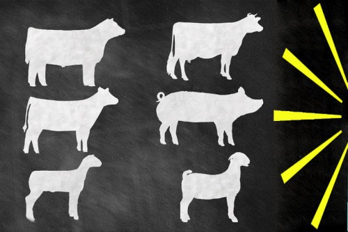 livestock facing the rising sun