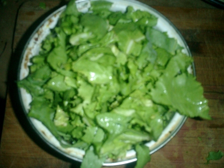 wilted lettuce or kilt lettuce