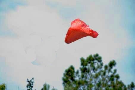 rose petal in the wind