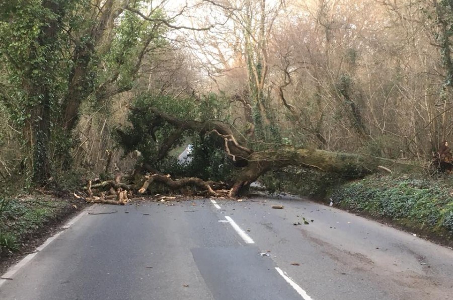 If a tree falls across the road