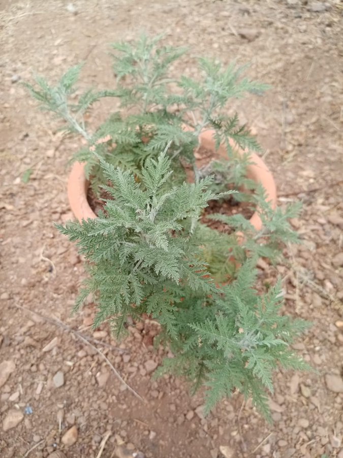 African wormwood
