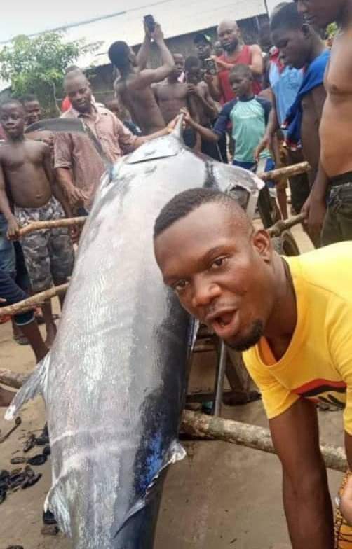 Blue Marlin Fish Nigeria