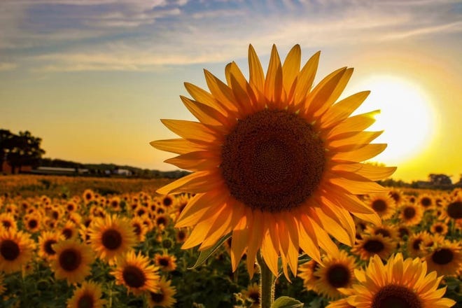 a field of sunflowers