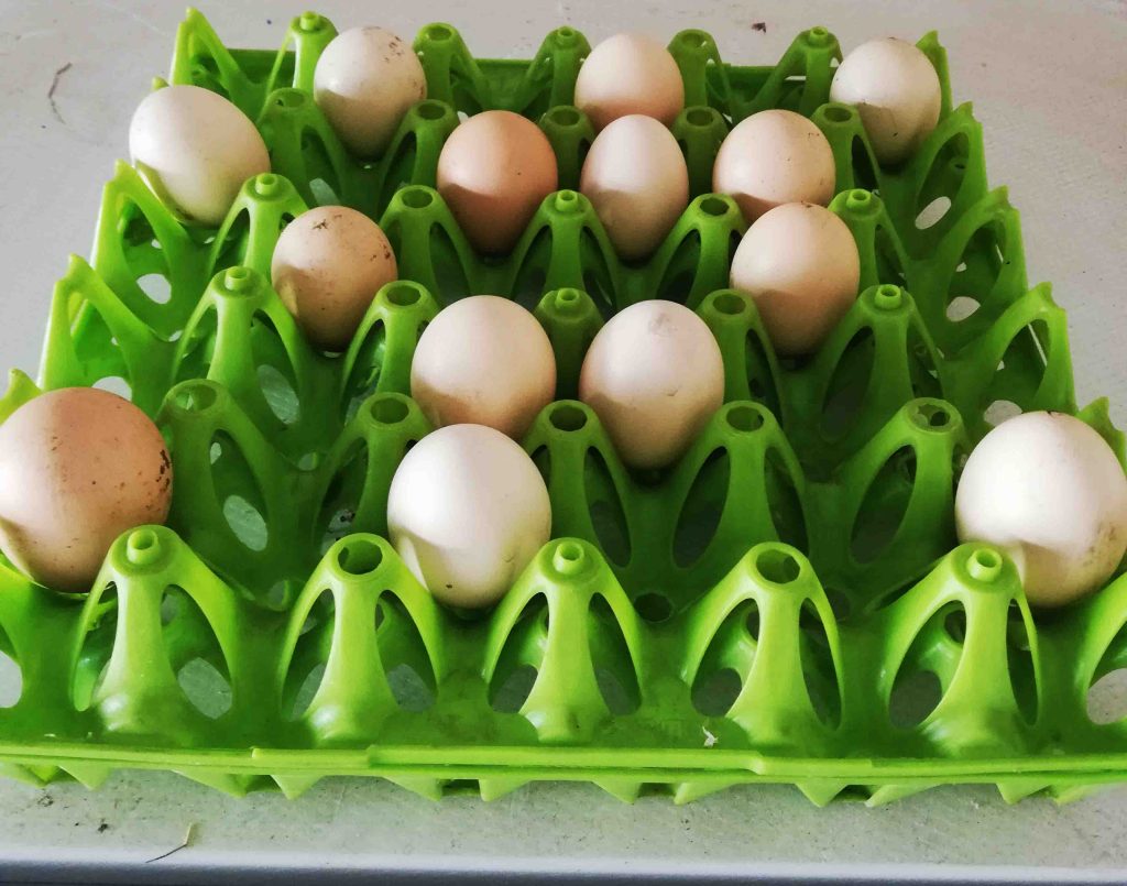 eating eggs randomly