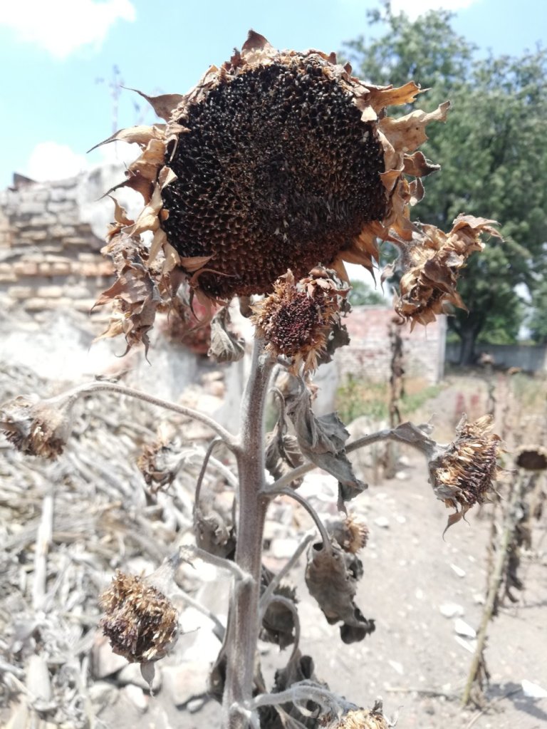 dried up sunflower
