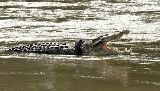 A crocodile with a motorbike tyre around its neck is seen in a river in Palu, Central Sulawesi in December 2020. Photograph: Muhammad Rifki/AFP/Getty Image