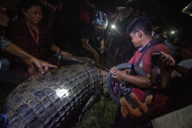 The tyre after it was cut and removed from the crocodile. Photograph: Adi Pranata/ZUMA Press Wire/REX/Shutterstock