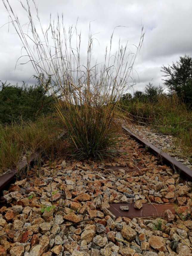 grass on the train tracks