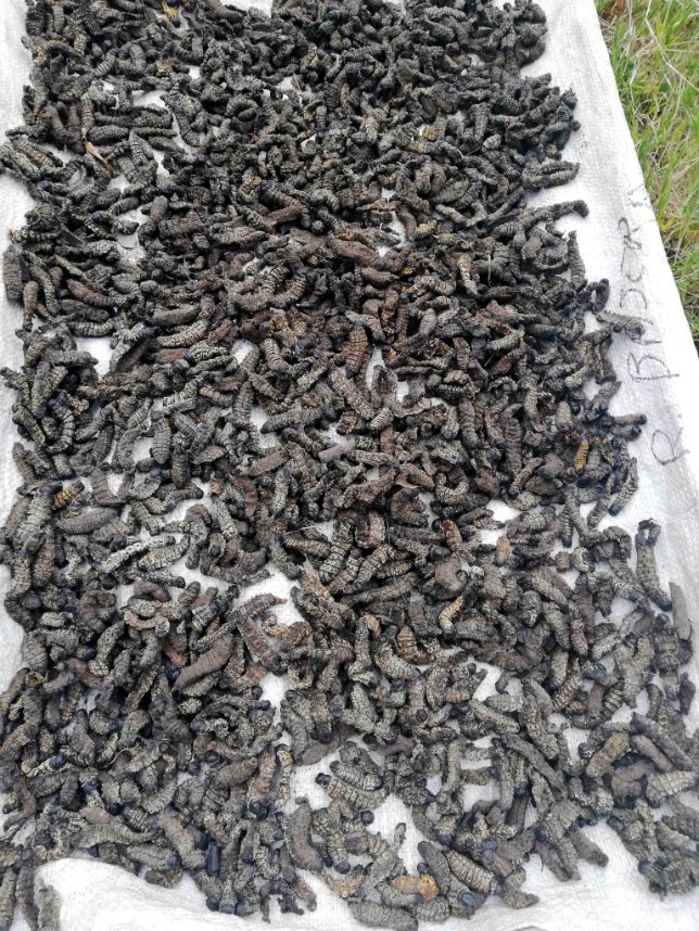 dried mopane worms