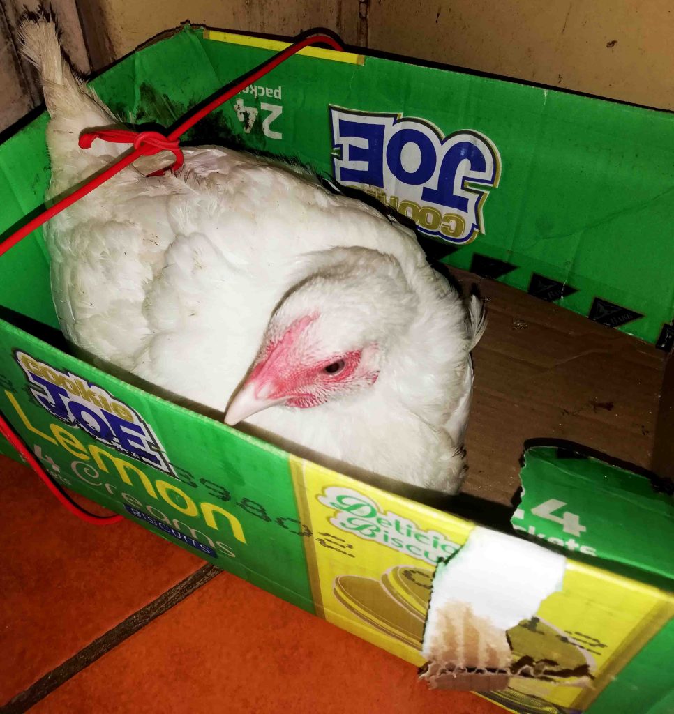 Chicken in a box