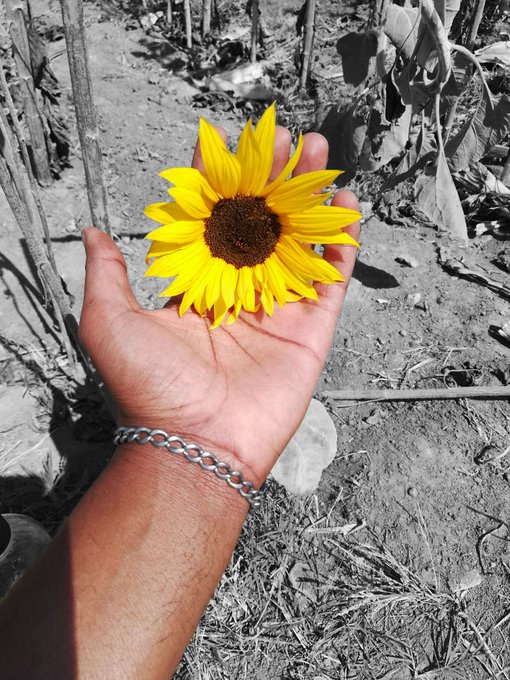 fkowers named after the sun