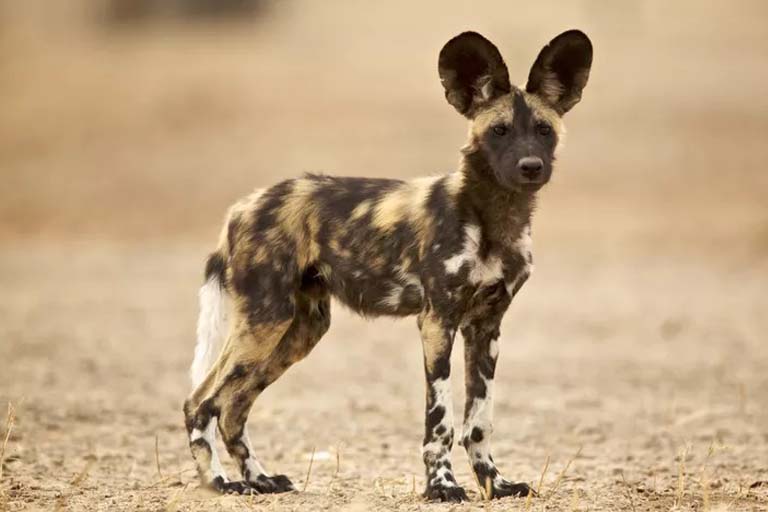 african wild dog