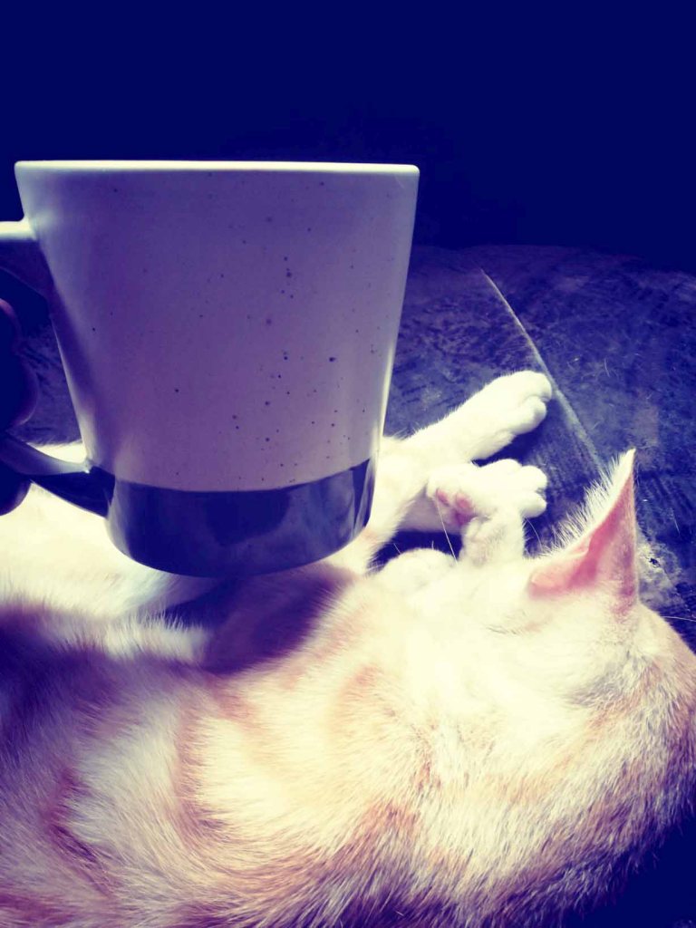 coffee with a cat named whiskey