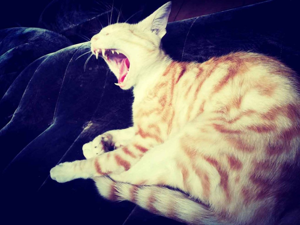 cat yawning