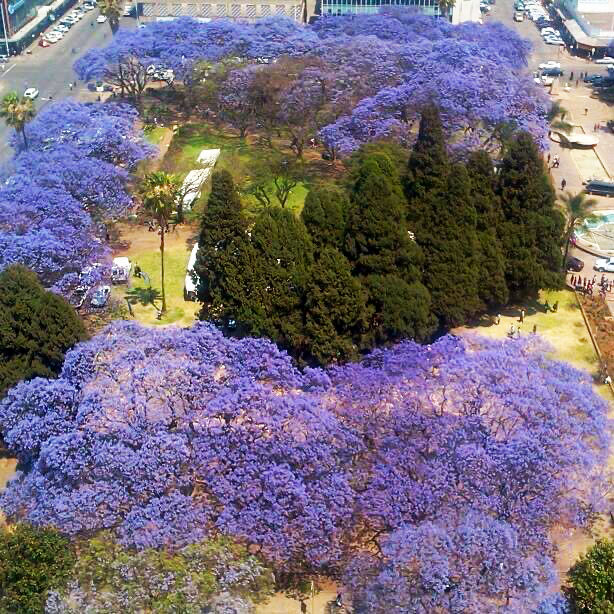 Jacaranda bloom Harare Africa Unity Square
