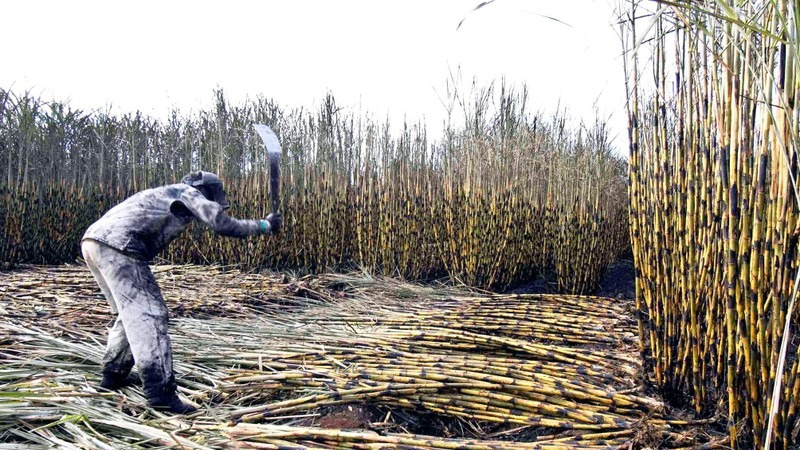 a worker harvests sugarcane