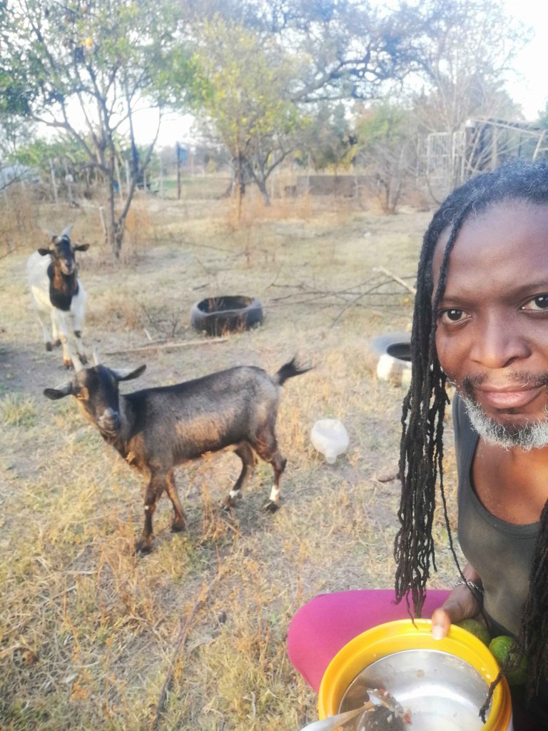 Goats mbudzi
