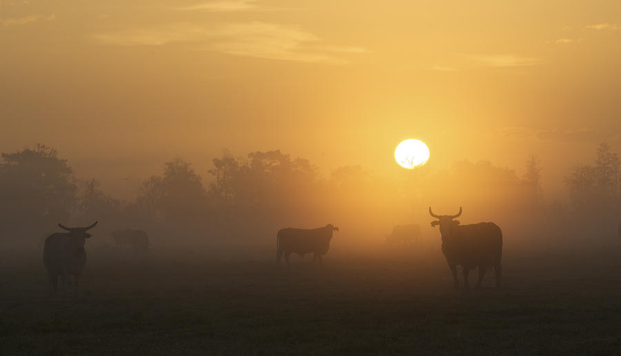 Cows at sunrise