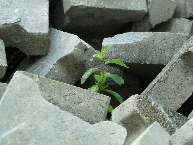 plant growing amongst concrete slabs