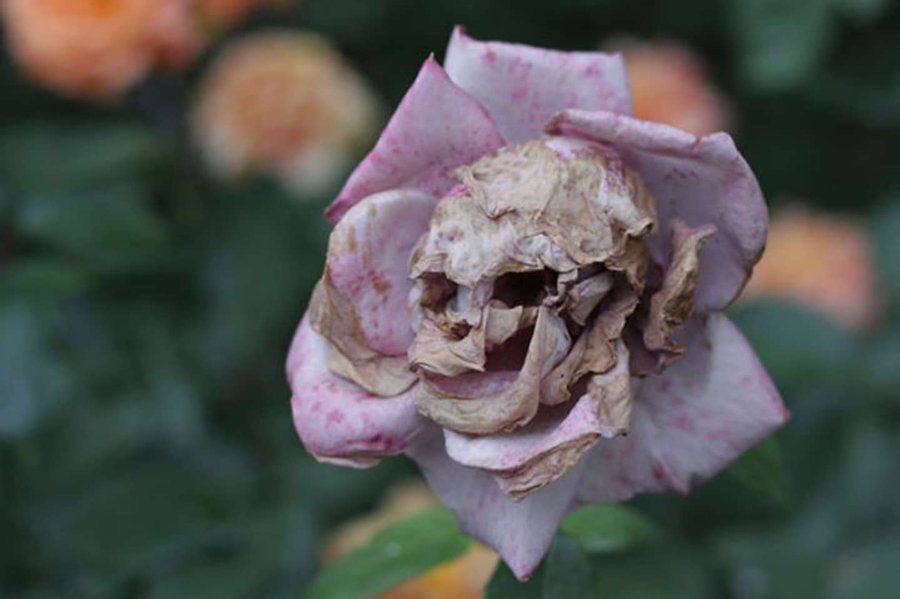Skull flower