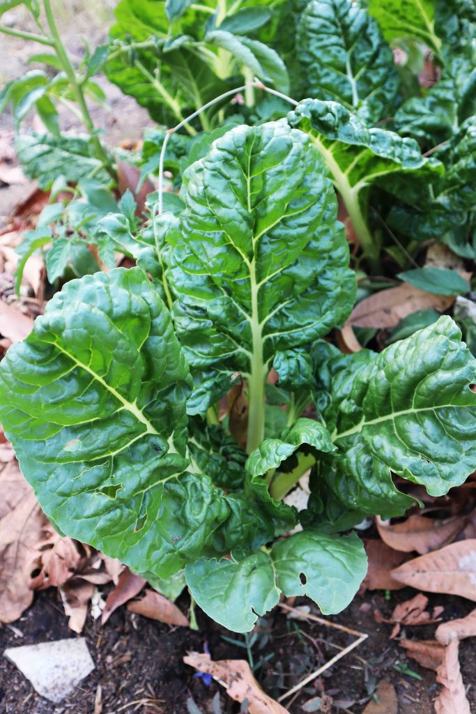 Chad vegetable mistaken for spinach